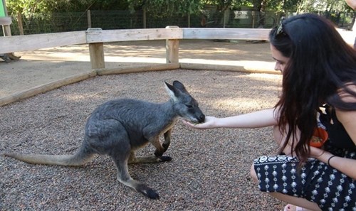 Image of baby kangaroo