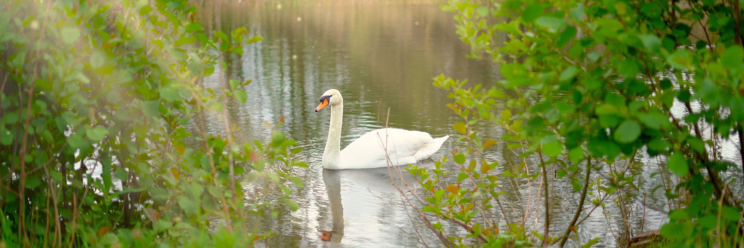 Swan in the water at QMU Outdoor Learning Hub