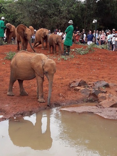 Image of elephant at sanctuary