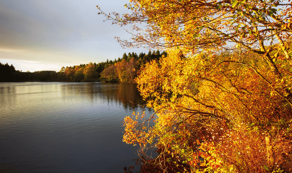 A Scottish loch featuring autumn leaves 