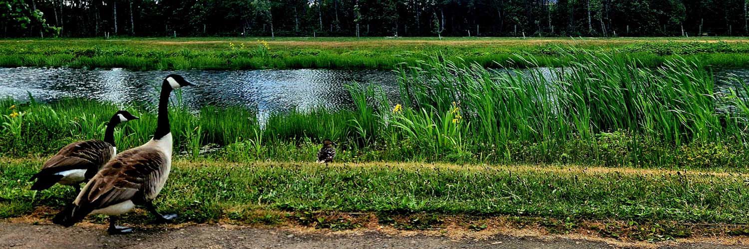 A pair of geese and some ducks sit beside the pond on QMU campus.