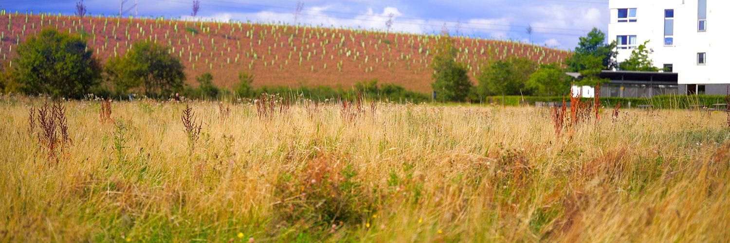 Meadow with backdrop of QMU Student Accommodation buildings