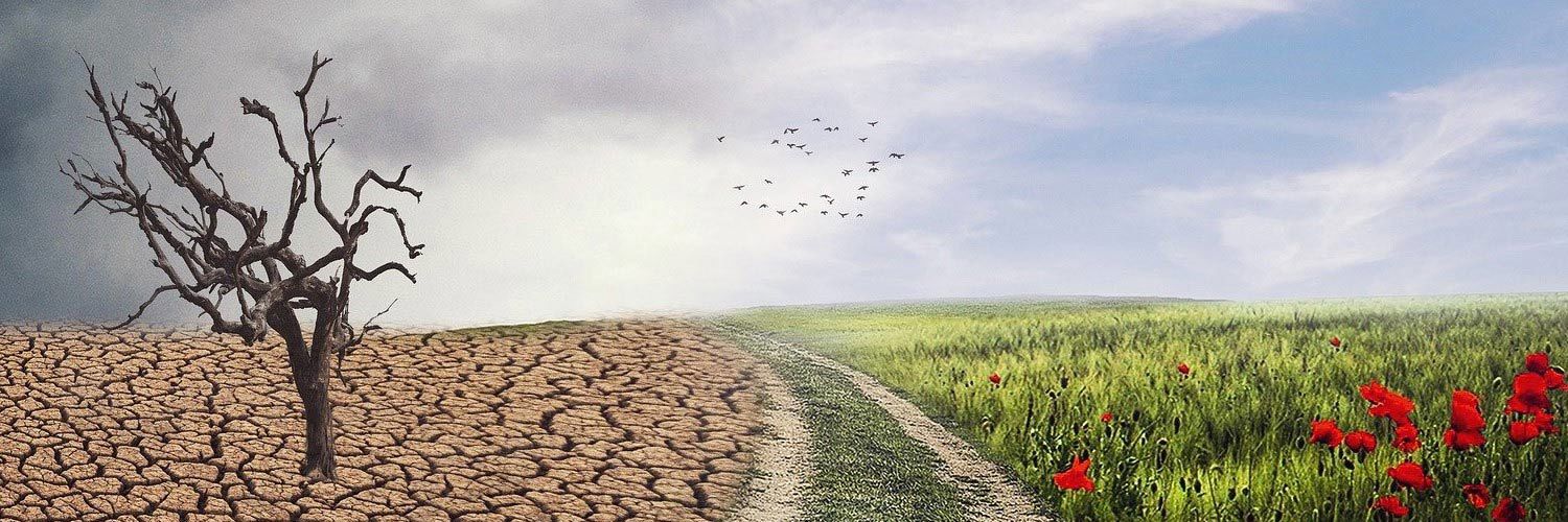 A tree growing on dry soil on one side and a field with flowers on the other