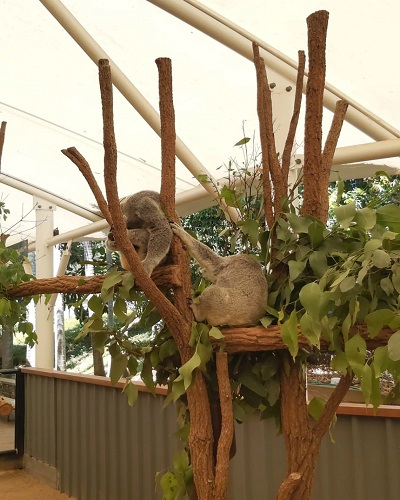 Image of a koala