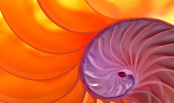 Close up of colourful shell-like shape