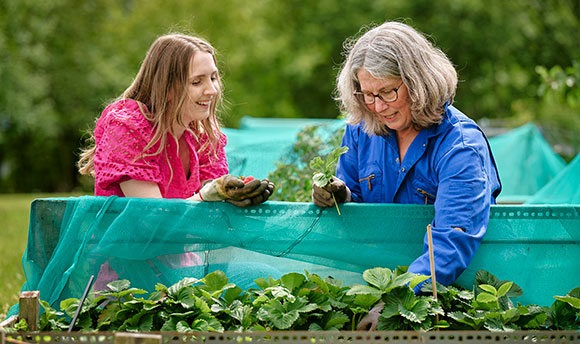 QMU Allotment in use - strawberry picking