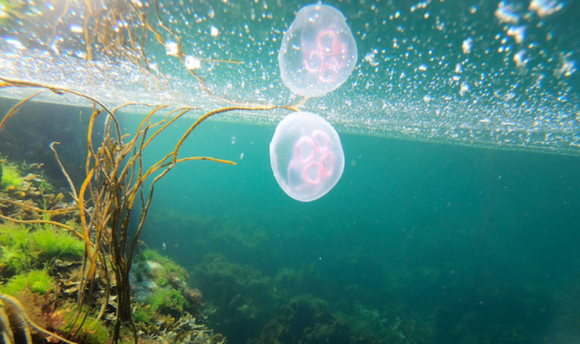 An underwater picture of two jellyfish