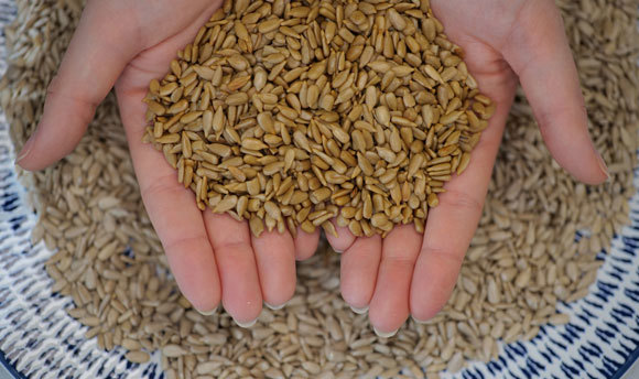 Hands holding sunflowers seeds with a blue and white plate in the background