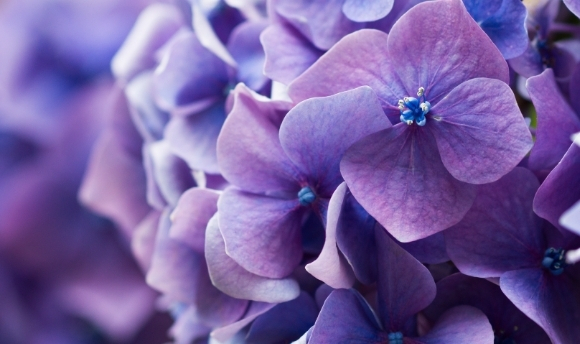 Purple flowers closeup