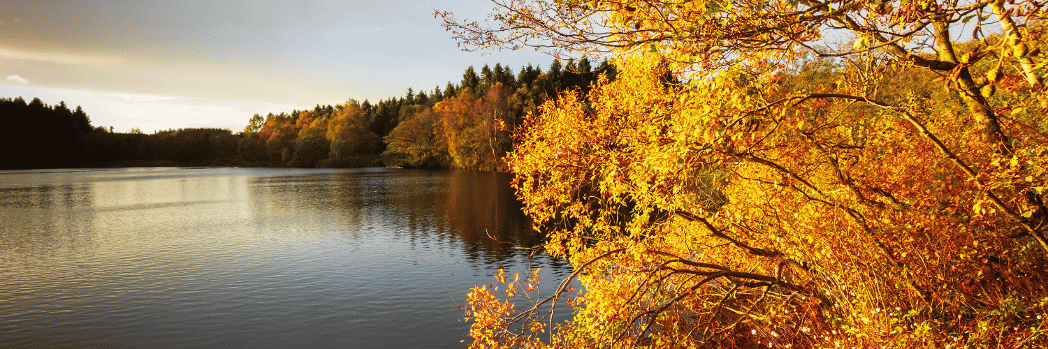 A Scottish loch featuring autumn leaves 
