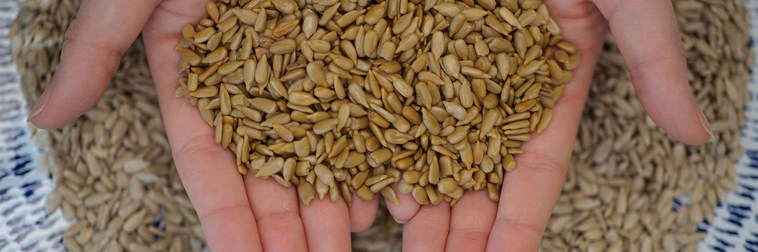 Hands holding sunflowers seeds with a blue and white plate in the background