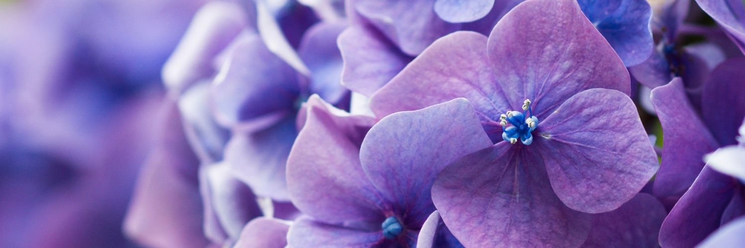 Purple flowers closeup