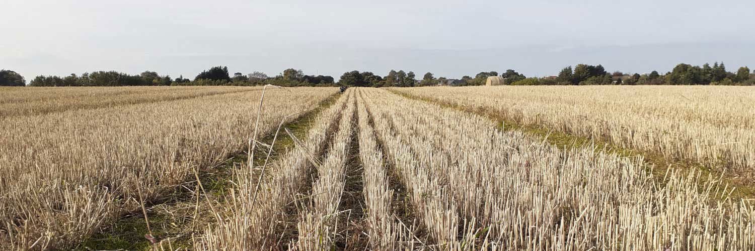 A field of wheat