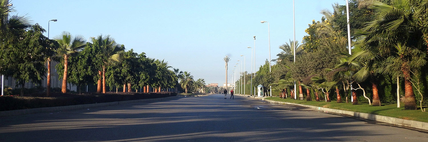 Treelined street in Cairo