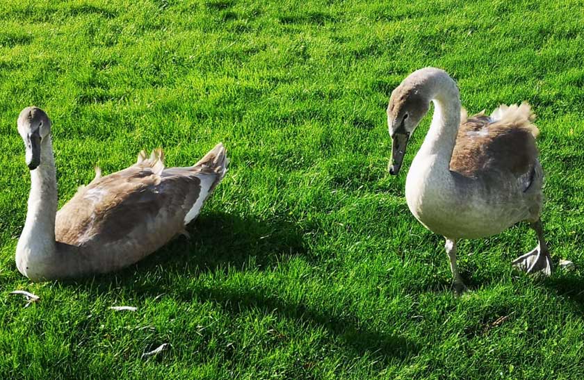 Swans at Queen Margaret University, Edinburgh