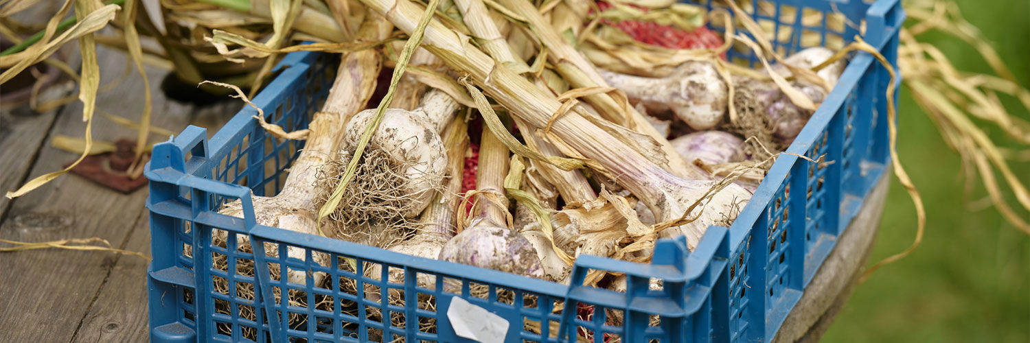 A crate filled with root vegetables.