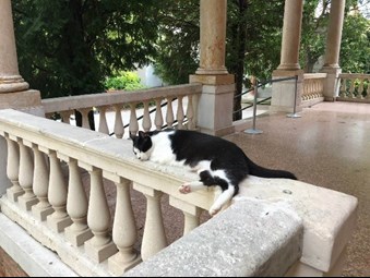 Image of black and white cat sleeping